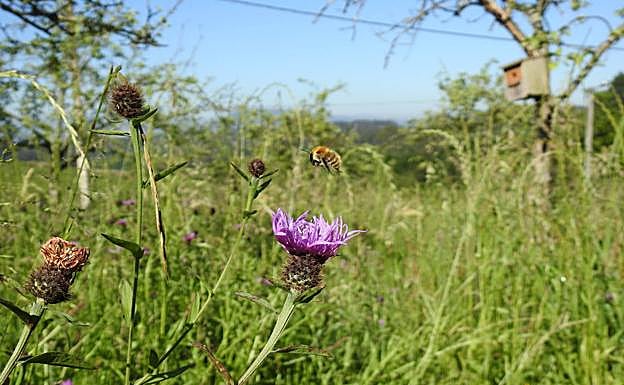 Imagen principal - En la primera imagen, una abeja sobrevolando una flor. A continución, una mariquita comiendo pulgón y un carbonero se alimenta de una oruga en la caja situada en una pumarada. 