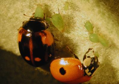 Imagen secundaria 1 - En la primera imagen, una abeja sobrevolando una flor. A continución, una mariquita comiendo pulgón y un carbonero se alimenta de una oruga en la caja situada en una pumarada. 