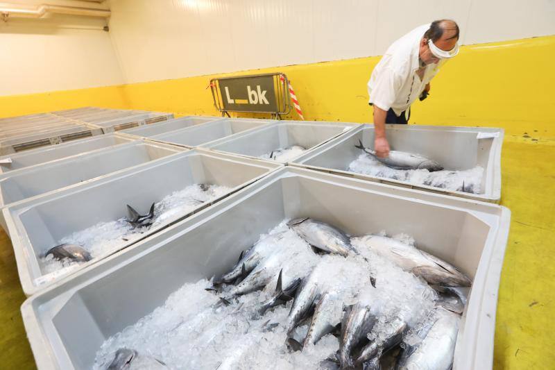 El primer bonito del norte de la temporada ha alcanzado hoy precio de récord, 350,60 euros en la rula de Avilés. En esta primera subasta se han vendido los 18.000 kilos capturados por el 'Esmeralda Tercero', el 'Berriz Amatxo' y el 'Goinkale', cuyos patrones se mostraban muy satisfechos tras la subasta