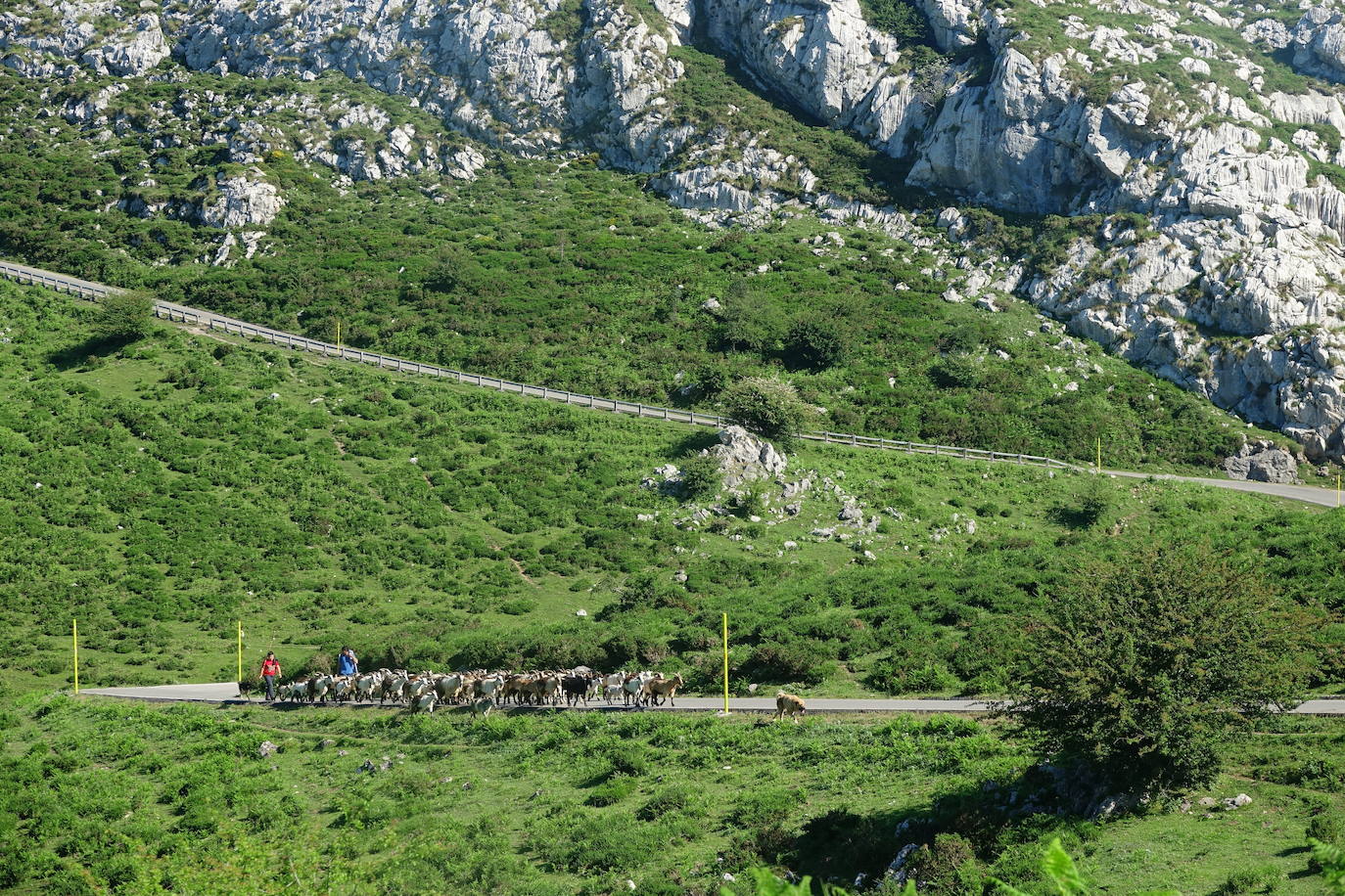 El 1 de junio es la fecha que cada año se toma como referencia en la apertura de pastos para el ganado menor