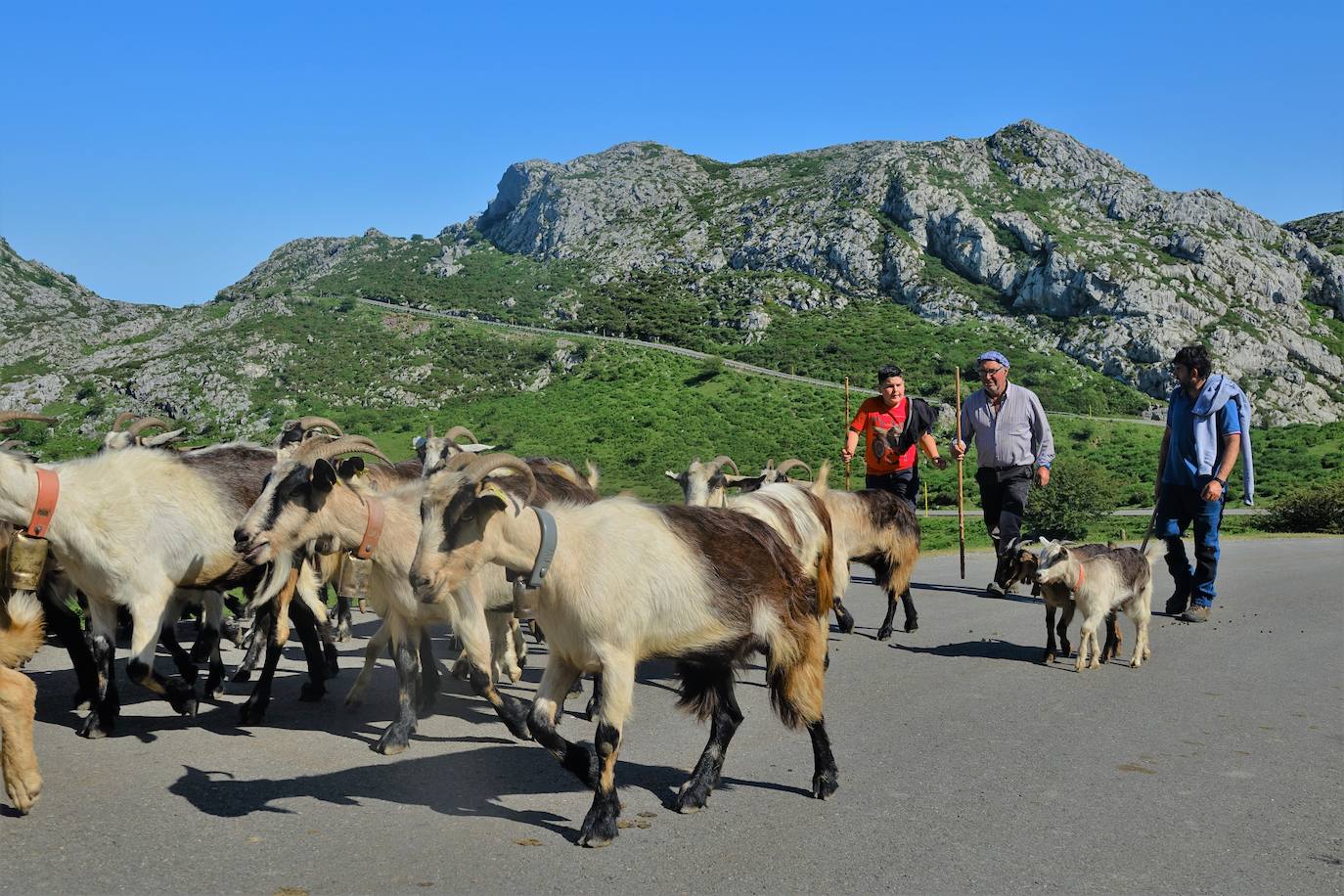 El 1 de junio es la fecha que cada año se toma como referencia en la apertura de pastos para el ganado menor