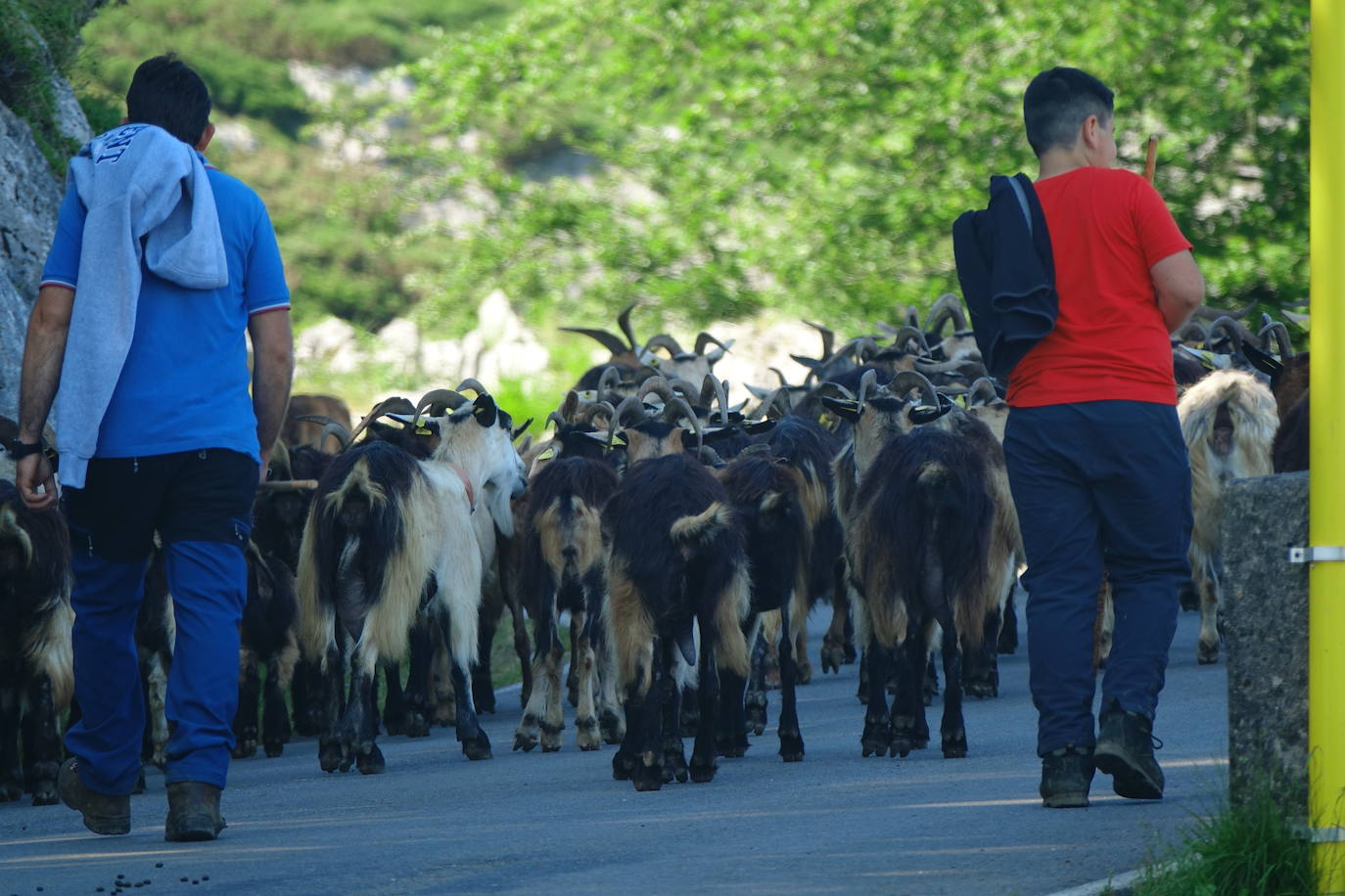 El 1 de junio es la fecha que cada año se toma como referencia en la apertura de pastos para el ganado menor