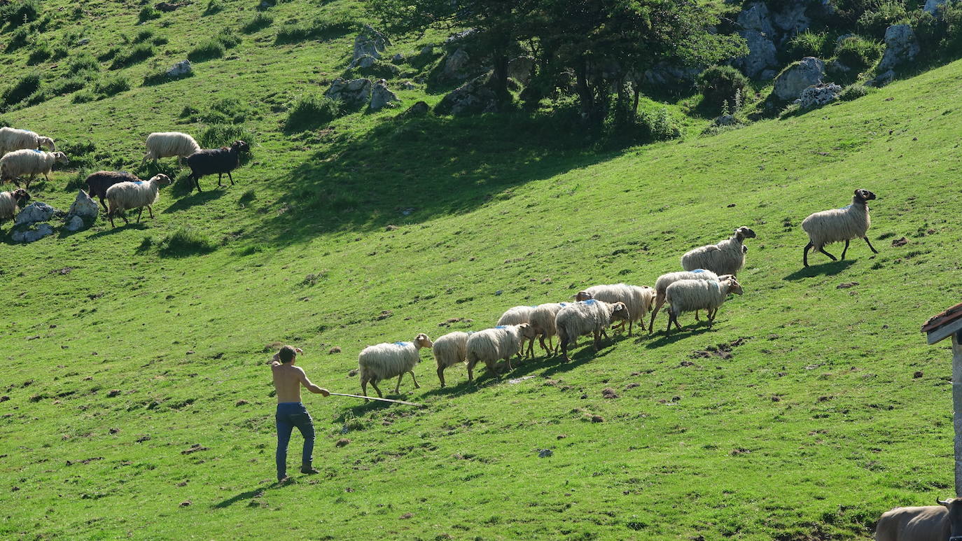 El 1 de junio es la fecha que cada año se toma como referencia en la apertura de pastos para el ganado menor