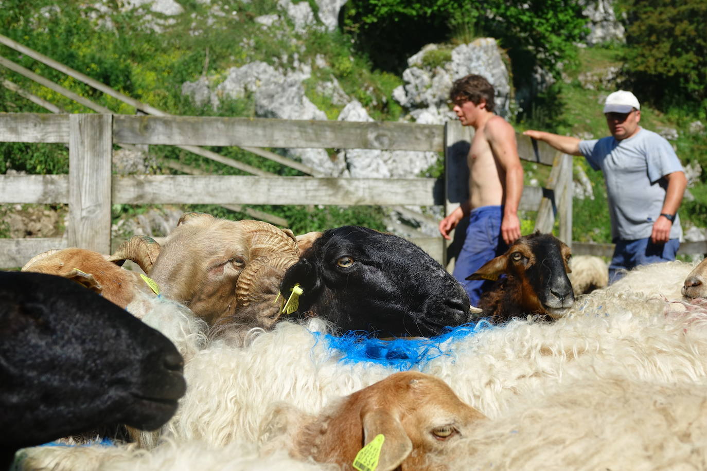 El 1 de junio es la fecha que cada año se toma como referencia en la apertura de pastos para el ganado menor