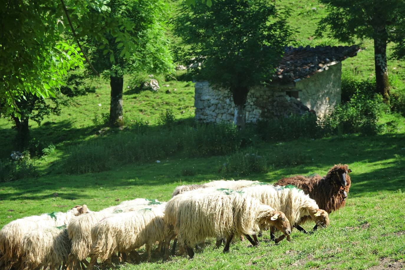 El 1 de junio es la fecha que cada año se toma como referencia en la apertura de pastos para el ganado menor