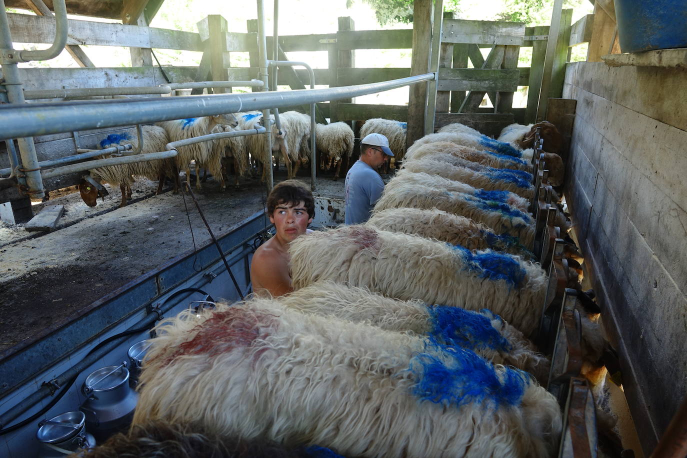 El 1 de junio es la fecha que cada año se toma como referencia en la apertura de pastos para el ganado menor