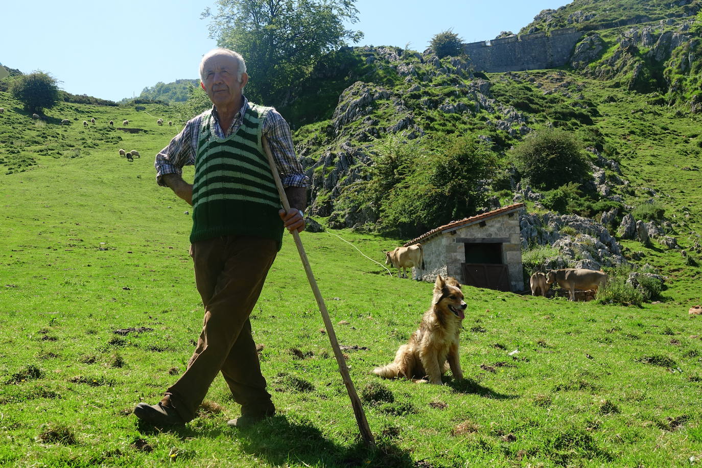 El 1 de junio es la fecha que cada año se toma como referencia en la apertura de pastos para el ganado menor