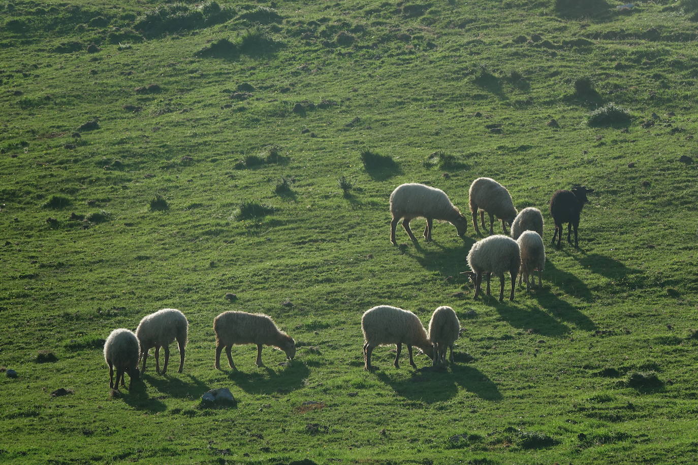 El 1 de junio es la fecha que cada año se toma como referencia en la apertura de pastos para el ganado menor