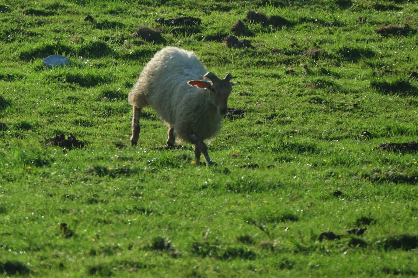 El 1 de junio es la fecha que cada año se toma como referencia en la apertura de pastos para el ganado menor