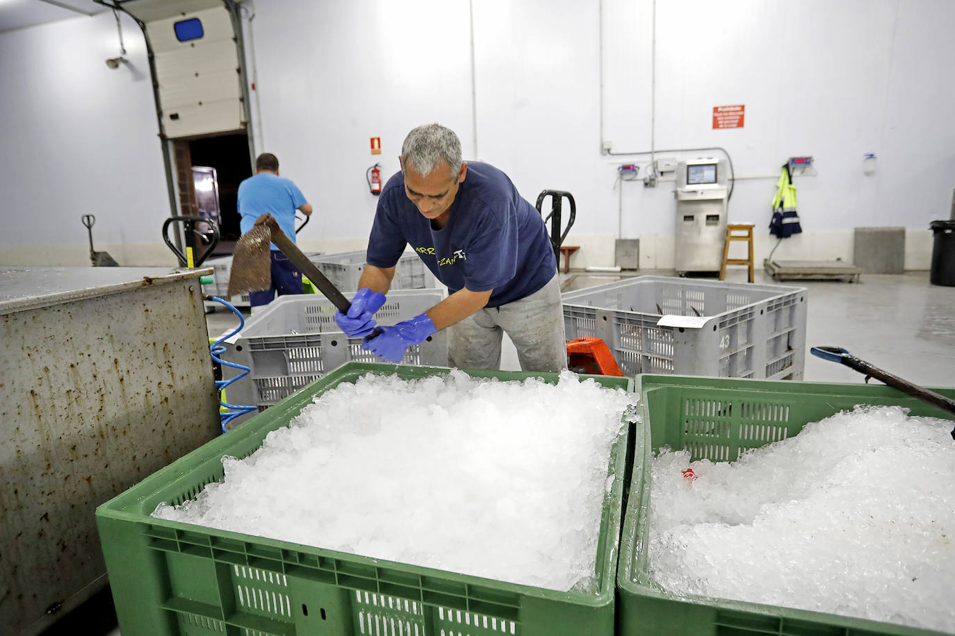 La temporada se estrenó con la venta a 14.03 euros el kilo en la primera tina de bonito grande, 119 kilos que se llevó Pescados El Kiku, de Tazones. El resto, mas de 8.800 kilos, lo compró Alimerka a 12.96 euros. 