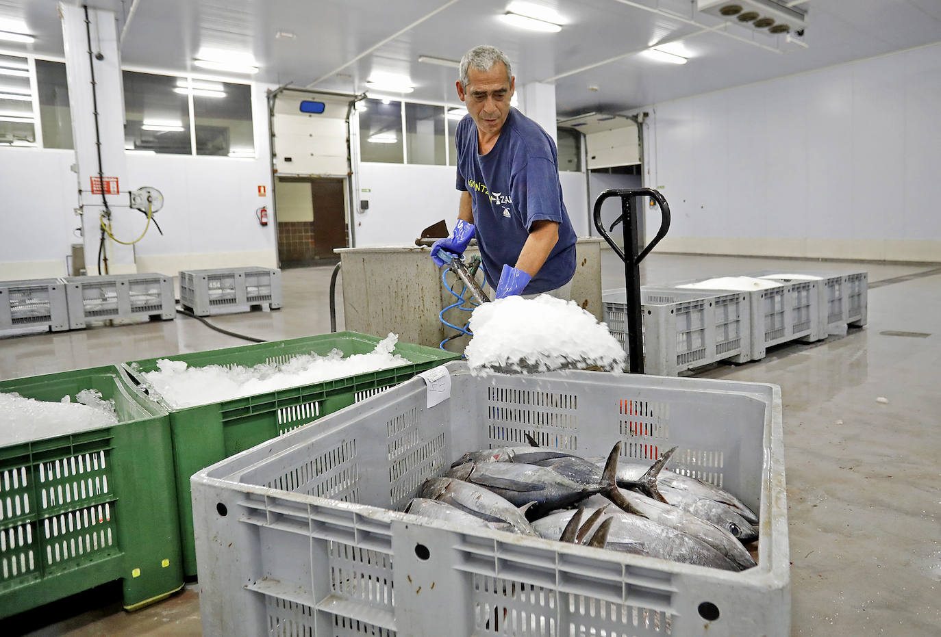 La temporada se estrenó con la venta a 14.03 euros el kilo en la primera tina de bonito grande, 119 kilos que se llevó Pescados El Kiku, de Tazones. El resto, mas de 8.800 kilos, lo compró Alimerka a 12.96 euros. 