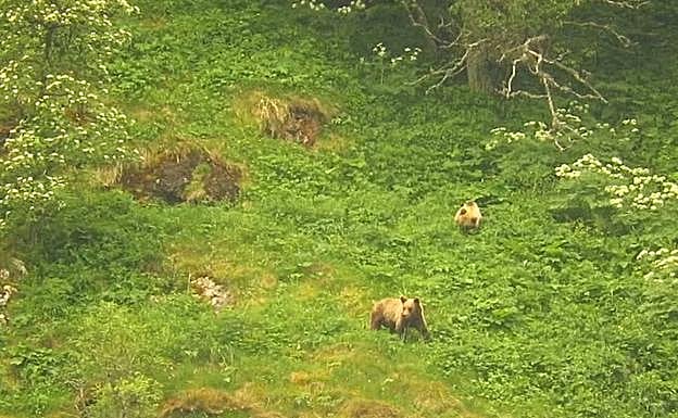 Los osos disfrutan de la primavera en Asturias