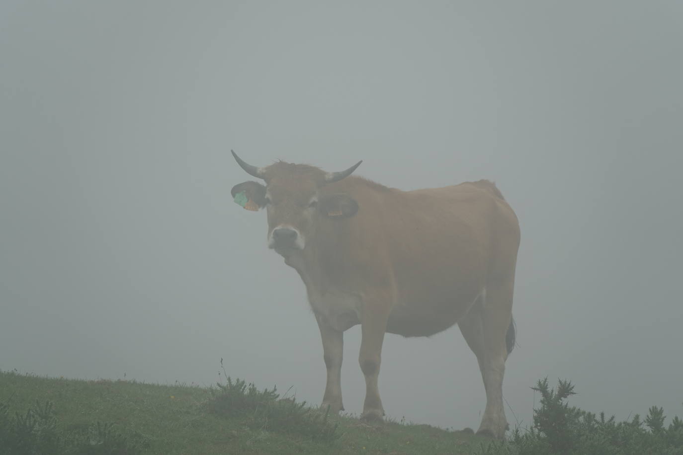 La niebla y los efectos del coronavirus provocan que los Lagos de Covadonga continuaran hoy con una afluencia notablemente inferior a la habitual