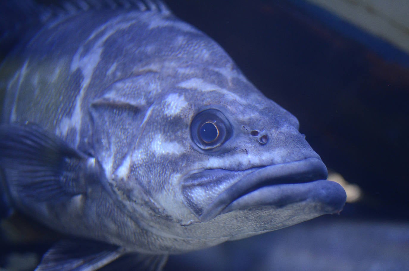 Ya han pasado 14 años de aquel 9 de junio en el que el Acuario de Gijón abrió sus puertas por primera vez. Desde entonces se ha convertido en uno de los puntos turísticos preferidos para pequeños y mayores en el que se puede observar la vida subacuática y disfrutar de su biodiversidad, con las más de 400 especies que alberga el centro. Además, a lo largo de estos años, el Acuario de Gijón también ha trabajado para divulgar investigaciones y concienciar sobre la importancia de cuidar el medio ambiente y, en especial, los océanos. 