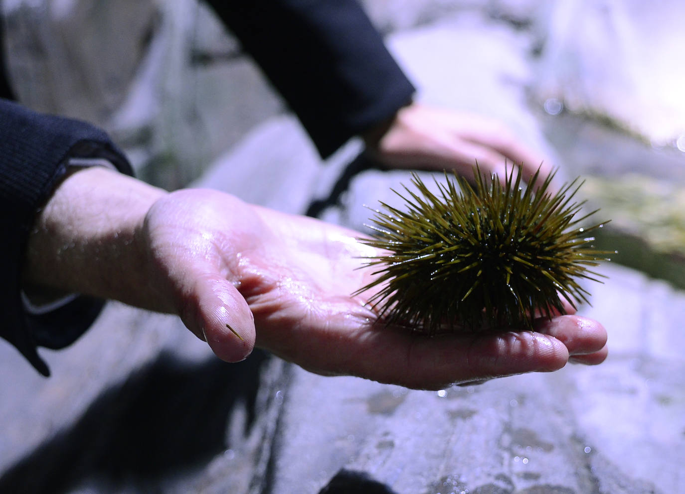 Ya han pasado 14 años de aquel 9 de junio en el que el Acuario de Gijón abrió sus puertas por primera vez. Desde entonces se ha convertido en uno de los puntos turísticos preferidos para pequeños y mayores en el que se puede observar la vida subacuática y disfrutar de su biodiversidad, con las más de 400 especies que alberga el centro. Además, a lo largo de estos años, el Acuario de Gijón también ha trabajado para divulgar investigaciones y concienciar sobre la importancia de cuidar el medio ambiente y, en especial, los océanos. 