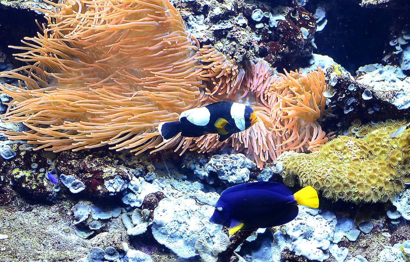 Ya han pasado 14 años de aquel 9 de junio en el que el Acuario de Gijón abrió sus puertas por primera vez. Desde entonces se ha convertido en uno de los puntos turísticos preferidos para pequeños y mayores en el que se puede observar la vida subacuática y disfrutar de su biodiversidad, con las más de 400 especies que alberga el centro. Además, a lo largo de estos años, el Acuario de Gijón también ha trabajado para divulgar investigaciones y concienciar sobre la importancia de cuidar el medio ambiente y, en especial, los océanos. 