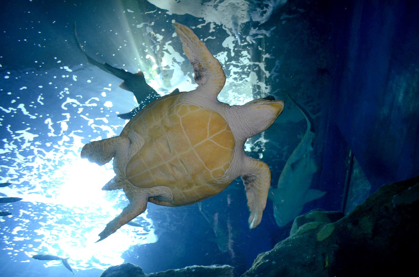 Ya han pasado 14 años de aquel 9 de junio en el que el Acuario de Gijón abrió sus puertas por primera vez. Desde entonces se ha convertido en uno de los puntos turísticos preferidos para pequeños y mayores en el que se puede observar la vida subacuática y disfrutar de su biodiversidad, con las más de 400 especies que alberga el centro. Además, a lo largo de estos años, el Acuario de Gijón también ha trabajado para divulgar investigaciones y concienciar sobre la importancia de cuidar el medio ambiente y, en especial, los océanos. 