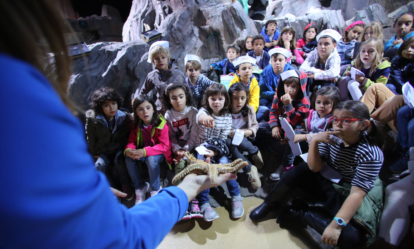 Ya han pasado 14 años de aquel 9 de junio en el que el Acuario de Gijón abrió sus puertas por primera vez. Desde entonces se ha convertido en uno de los puntos turísticos preferidos para pequeños y mayores en el que se puede observar la vida subacuática y disfrutar de su biodiversidad, con las más de 400 especies que alberga el centro. Además, a lo largo de estos años, el Acuario de Gijón también ha trabajado para divulgar investigaciones y concienciar sobre la importancia de cuidar el medio ambiente y, en especial, los océanos. 