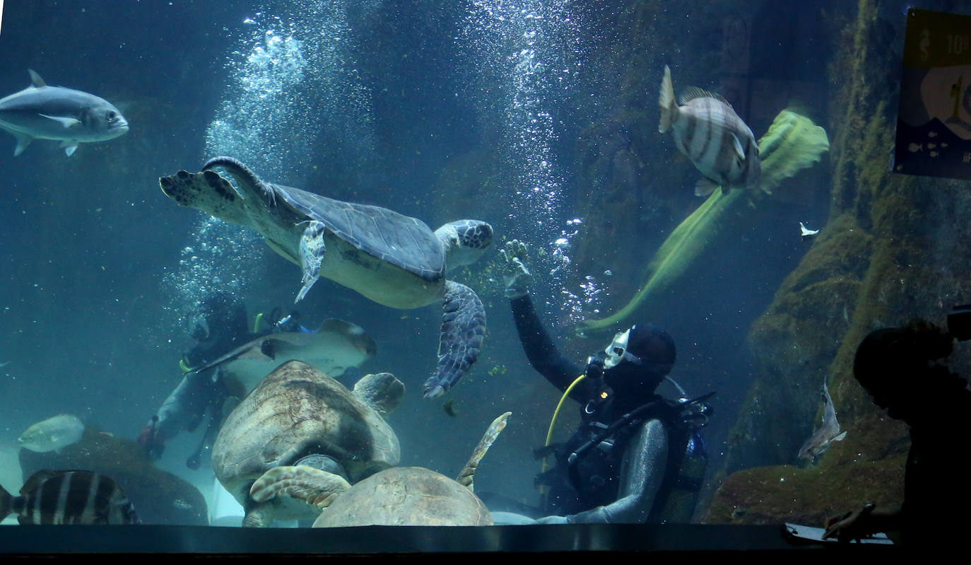 Ya han pasado 14 años de aquel 9 de junio en el que el Acuario de Gijón abrió sus puertas por primera vez. Desde entonces se ha convertido en uno de los puntos turísticos preferidos para pequeños y mayores en el que se puede observar la vida subacuática y disfrutar de su biodiversidad, con las más de 400 especies que alberga el centro. Además, a lo largo de estos años, el Acuario de Gijón también ha trabajado para divulgar investigaciones y concienciar sobre la importancia de cuidar el medio ambiente y, en especial, los océanos. 