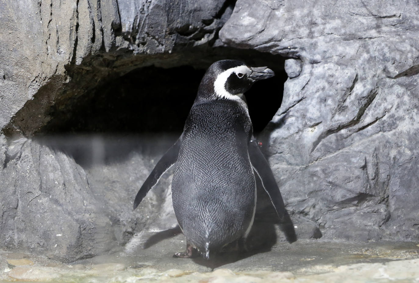 Ya han pasado 14 años de aquel 9 de junio en el que el Acuario de Gijón abrió sus puertas por primera vez. Desde entonces se ha convertido en uno de los puntos turísticos preferidos para pequeños y mayores en el que se puede observar la vida subacuática y disfrutar de su biodiversidad, con las más de 400 especies que alberga el centro. Además, a lo largo de estos años, el Acuario de Gijón también ha trabajado para divulgar investigaciones y concienciar sobre la importancia de cuidar el medio ambiente y, en especial, los océanos. 