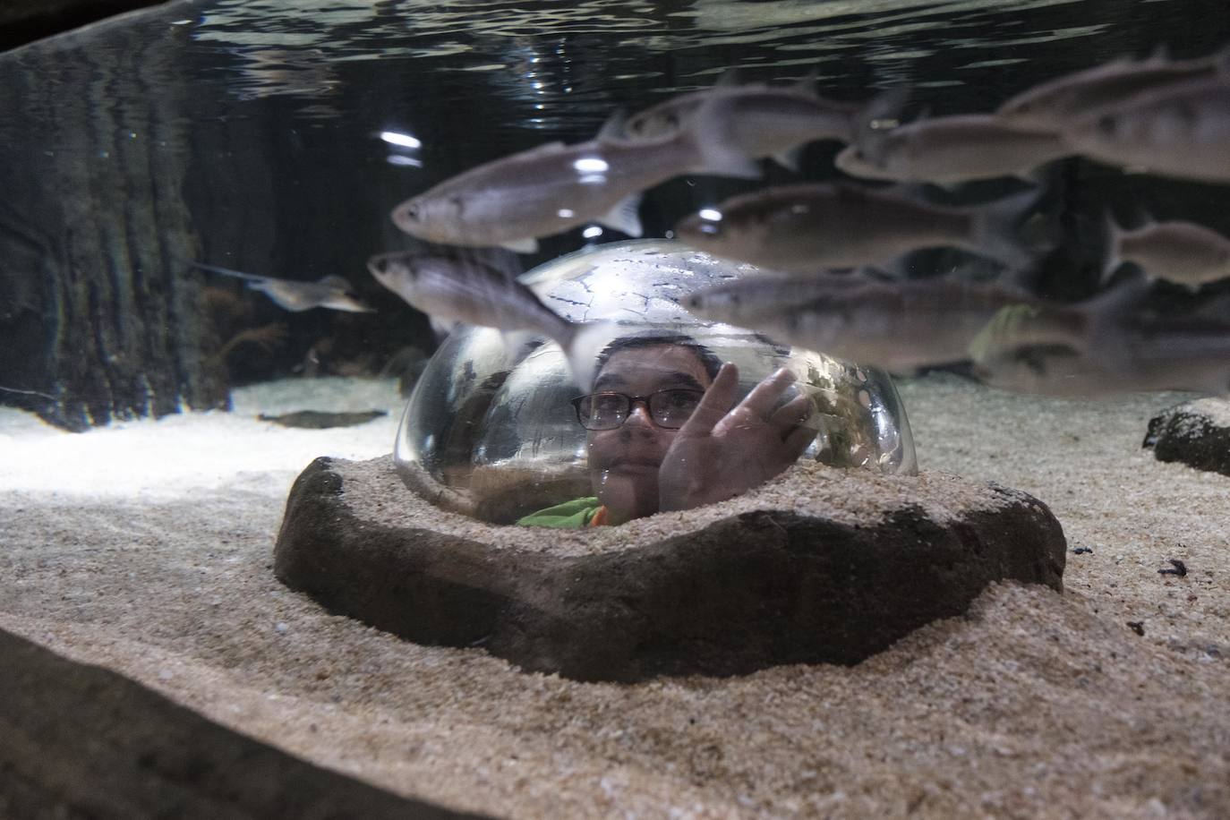 Ya han pasado 14 años de aquel 9 de junio en el que el Acuario de Gijón abrió sus puertas por primera vez. Desde entonces se ha convertido en uno de los puntos turísticos preferidos para pequeños y mayores en el que se puede observar la vida subacuática y disfrutar de su biodiversidad, con las más de 400 especies que alberga el centro. Además, a lo largo de estos años, el Acuario de Gijón también ha trabajado para divulgar investigaciones y concienciar sobre la importancia de cuidar el medio ambiente y, en especial, los océanos. 