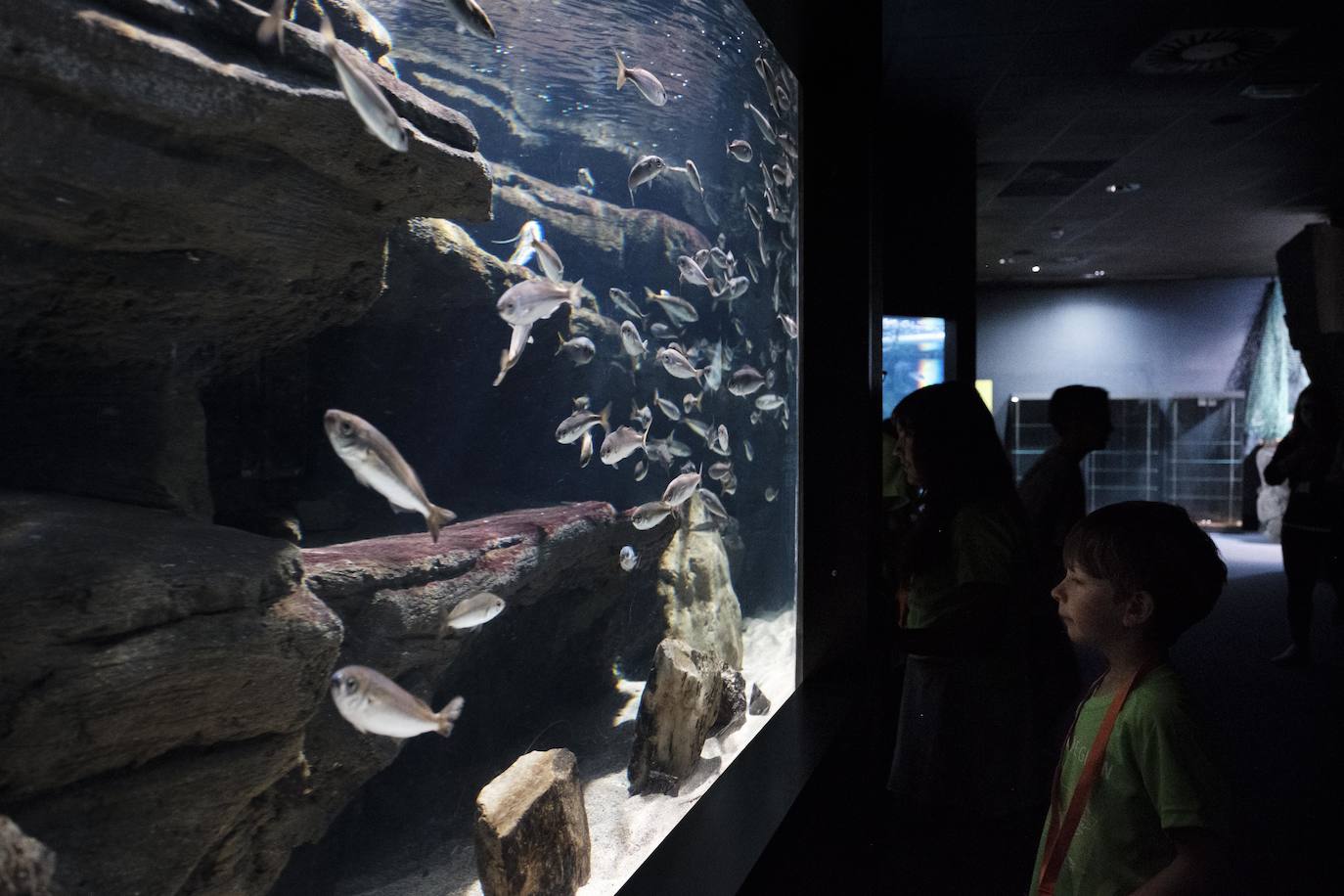 Ya han pasado 14 años de aquel 9 de junio en el que el Acuario de Gijón abrió sus puertas por primera vez. Desde entonces se ha convertido en uno de los puntos turísticos preferidos para pequeños y mayores en el que se puede observar la vida subacuática y disfrutar de su biodiversidad, con las más de 400 especies que alberga el centro. Además, a lo largo de estos años, el Acuario de Gijón también ha trabajado para divulgar investigaciones y concienciar sobre la importancia de cuidar el medio ambiente y, en especial, los océanos. 