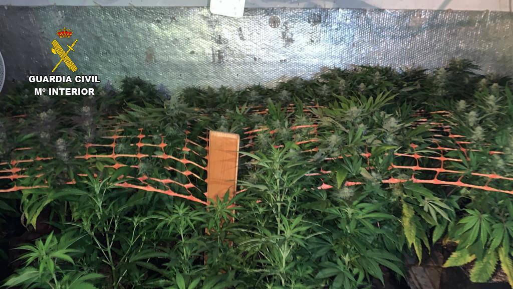 La Guardia Civil ha desmantelado cuatro centros de cultivo de marihuana en operaciones llevadas a cabo en Asturias, Alicante y Almería, donde han sido detenidas cinco personas y se han incautado cerca de 1.500 plantas de cannabis. 