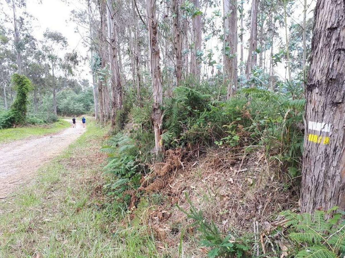 Fotos: Senda peatonal entre Siero y Llanera