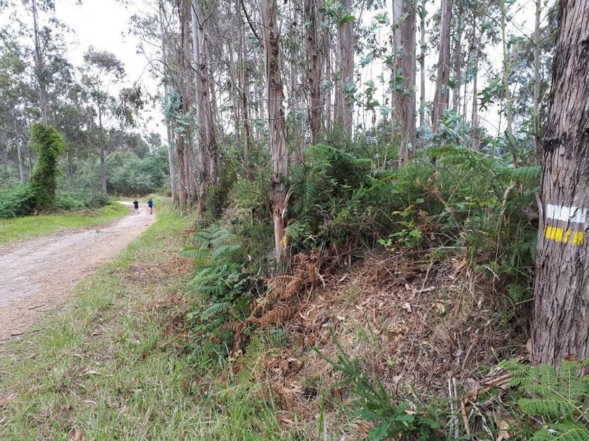 Fotos: Senda peatonal entre Siero y Llanera