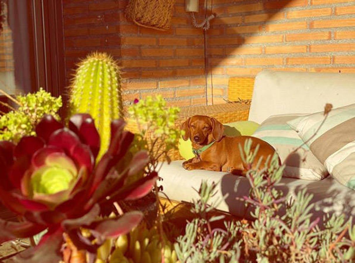 Su perrita Pepita es otra de las protagonistas de sus fotografías. Como en esta en la que se puede apreciar una de las zonas exteriores en la que no faltan las plantas, los cáctus y la zona de sofás.