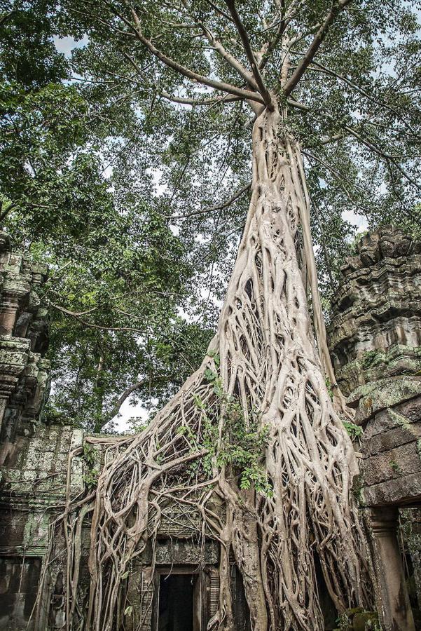 Los templos de Angkor Wat, en la región de Camboya, son considerados como el mayor complejo arqueológico del sureste asiático, permanecieron desconocidos al mundo occidental hasta mediados del siglo XX. El territorio fue, en el siglo primero de nuestra era, el exótico país Jemer. La tradición estipulaba que cada rey debía erigir un nuevo templo a Shiva (el dios destructor) o a Vishnu (el guardian) según le perteneciera, y que a su muerte le serviría de tumba. Así empezaron las edificaciones religiosas a los dioses hindúes, concebidas como una representación simbólica del universo. Su abandono sigue siendo uno de los misterios que envuelven estas reliquias