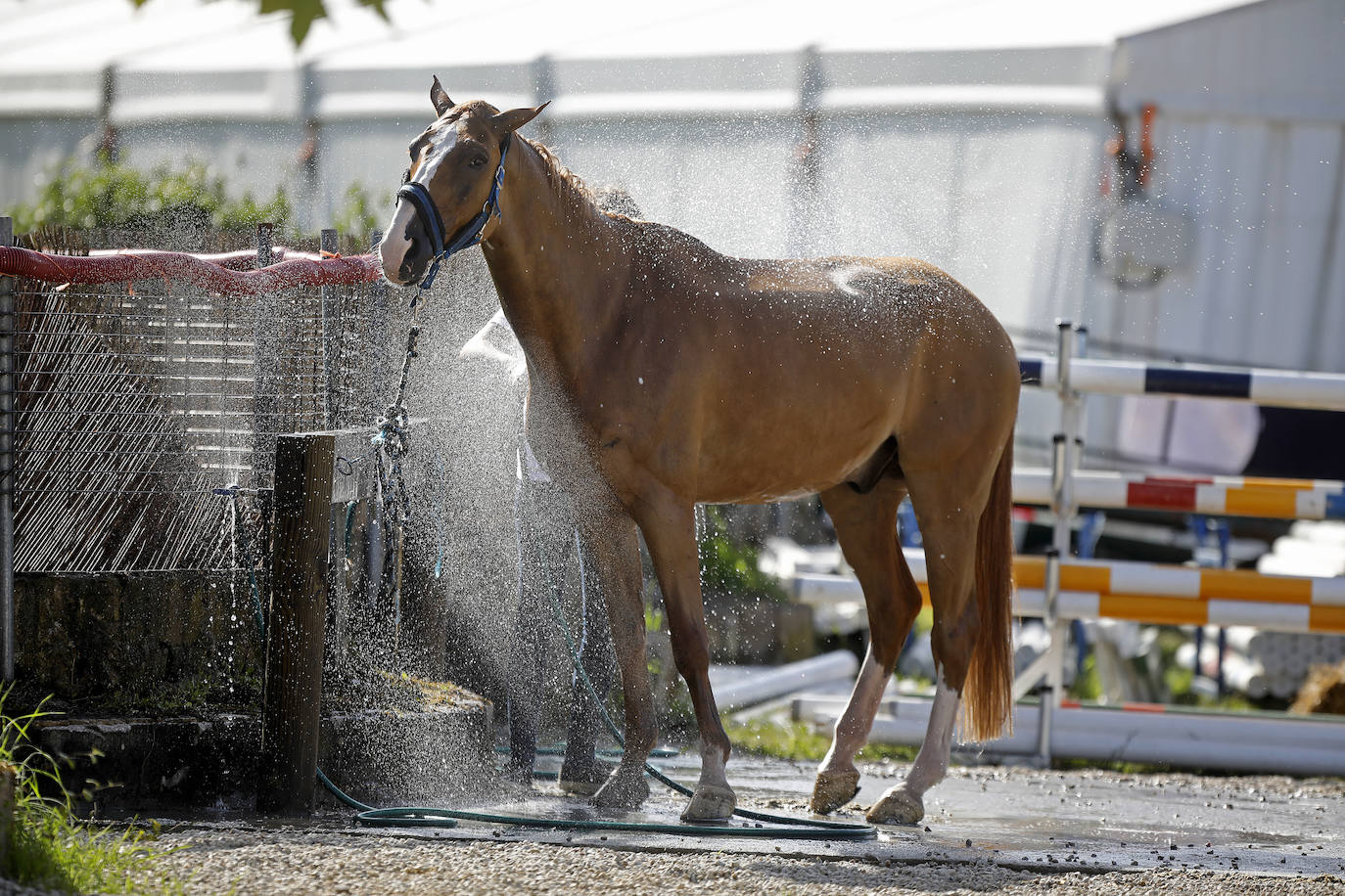 La competición comenzó a partir de las 15.30 horas con la prueba de 1,30 metros con baremo A con cronometro y desempate, mientras que las emociones más fuertes llegaron con la prueba de 1,35 metros con baremo de dos fases. 