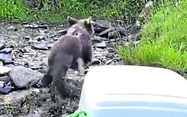 Sueltan en Fuentes del Narcea una osezna huérfana de seis meses