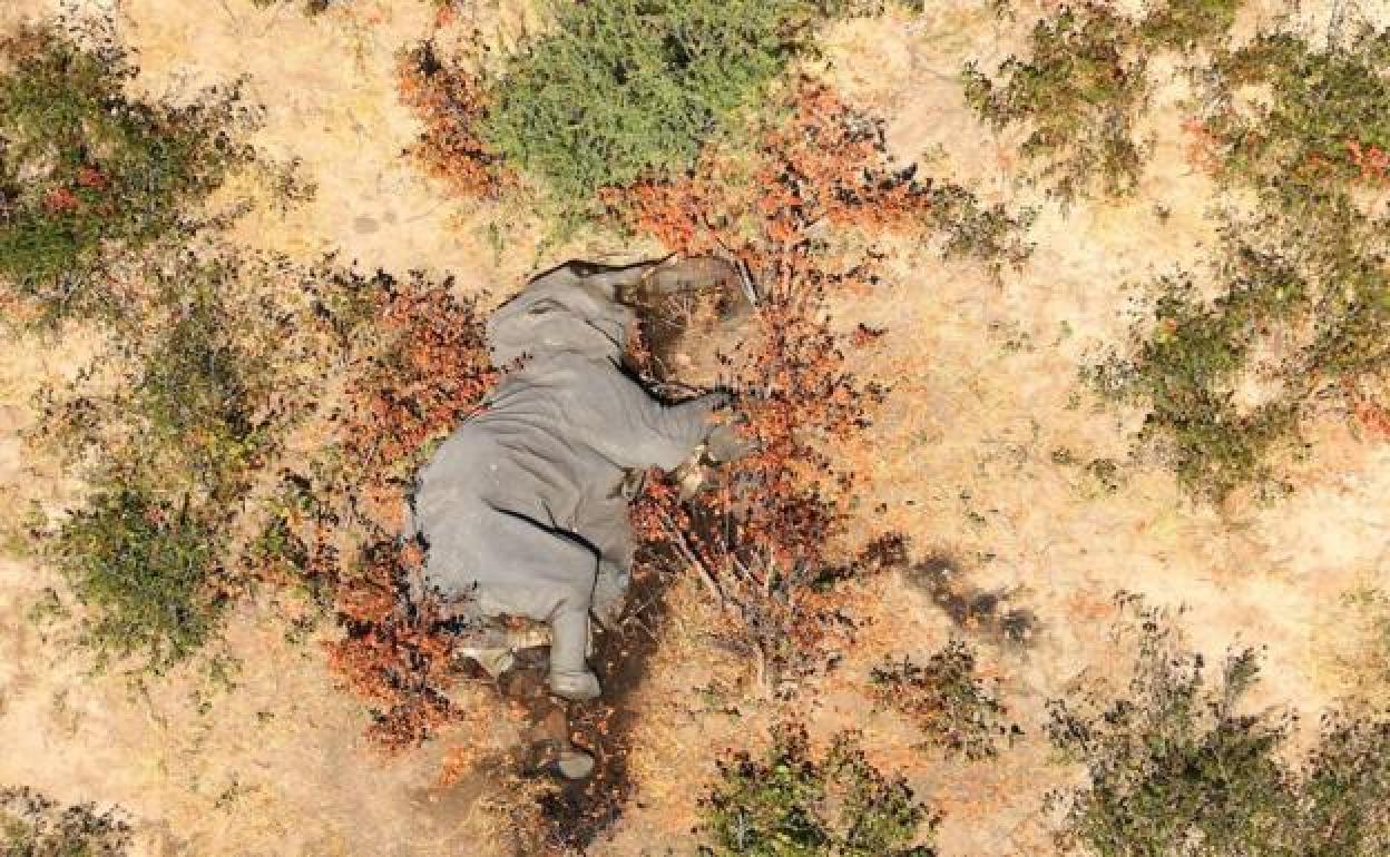 Vista aérea del cuerpo de uno de los 350 elefantes que han sido encontrados sin vida por razones desconocidas. 