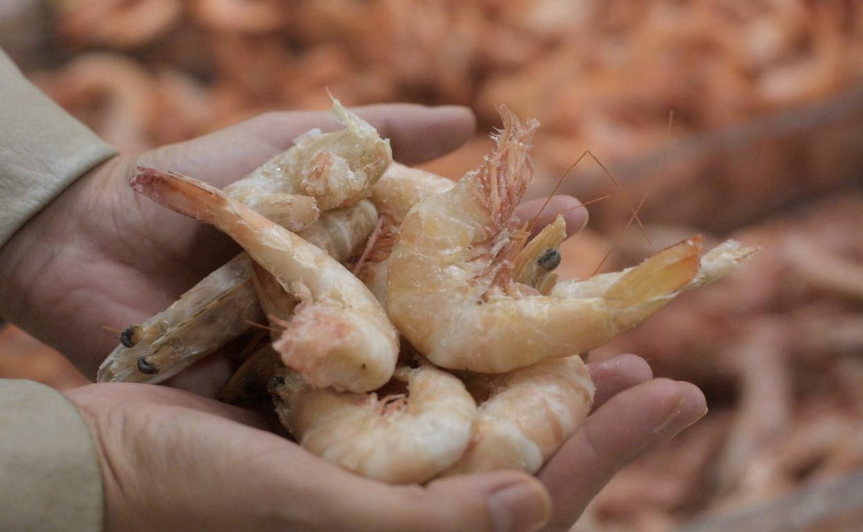 Coronavirus: China detecta el virus en gambas congeladas procedentes de  Ecuador