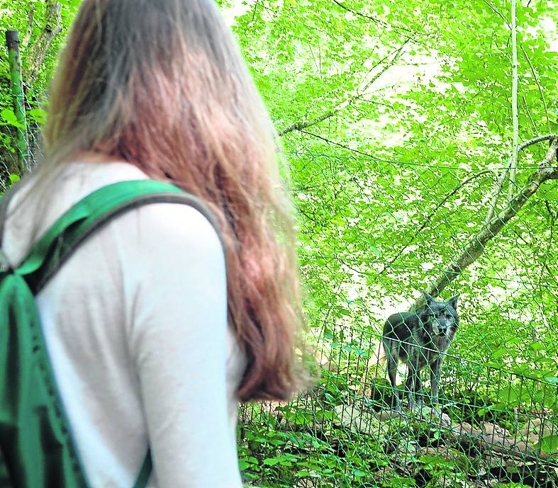 Un lobo del zoo La Grandera mira a una de las visitantes. xuan cueto