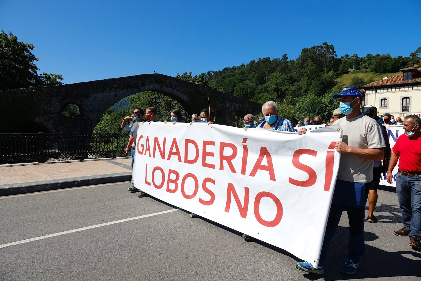 Cerca de 300 ganaderos salen a la calle en Cangas de Onís ante el importante repunte de los ataques que sus animales llevan sufriendo desde junio. 