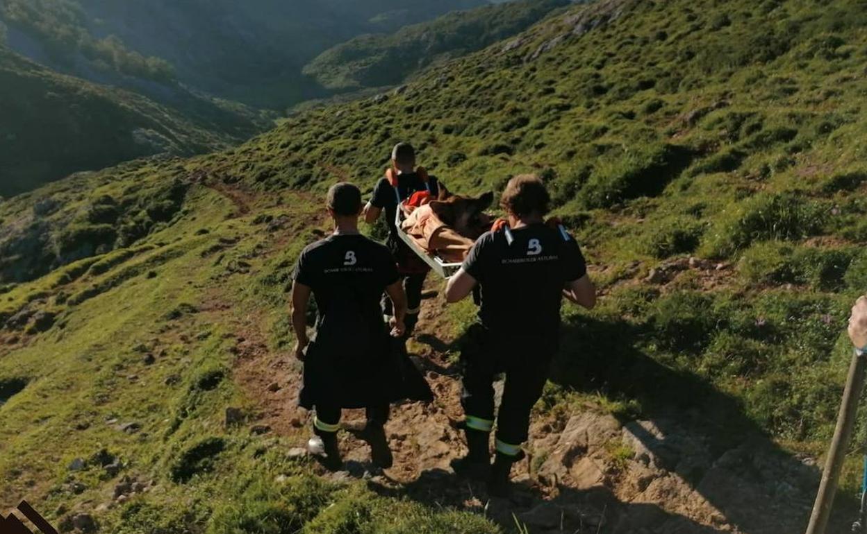 Bomberos Cangas evacúan a un perro en los Lagos