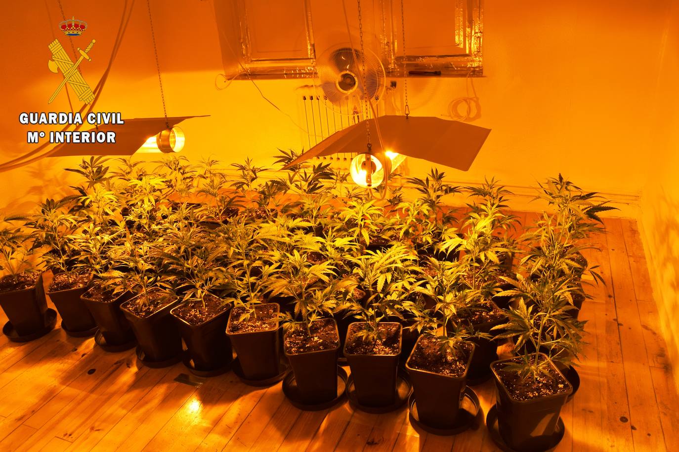 La Guardia Civil ha desmantelado una plantación de marihuana con 81 plantas de cannabis sátiva en una casa de las Regueras. Los agentes también investigan un presunto delito de defraudación de red eléctrica al encontrar un enganche fraudulento. 