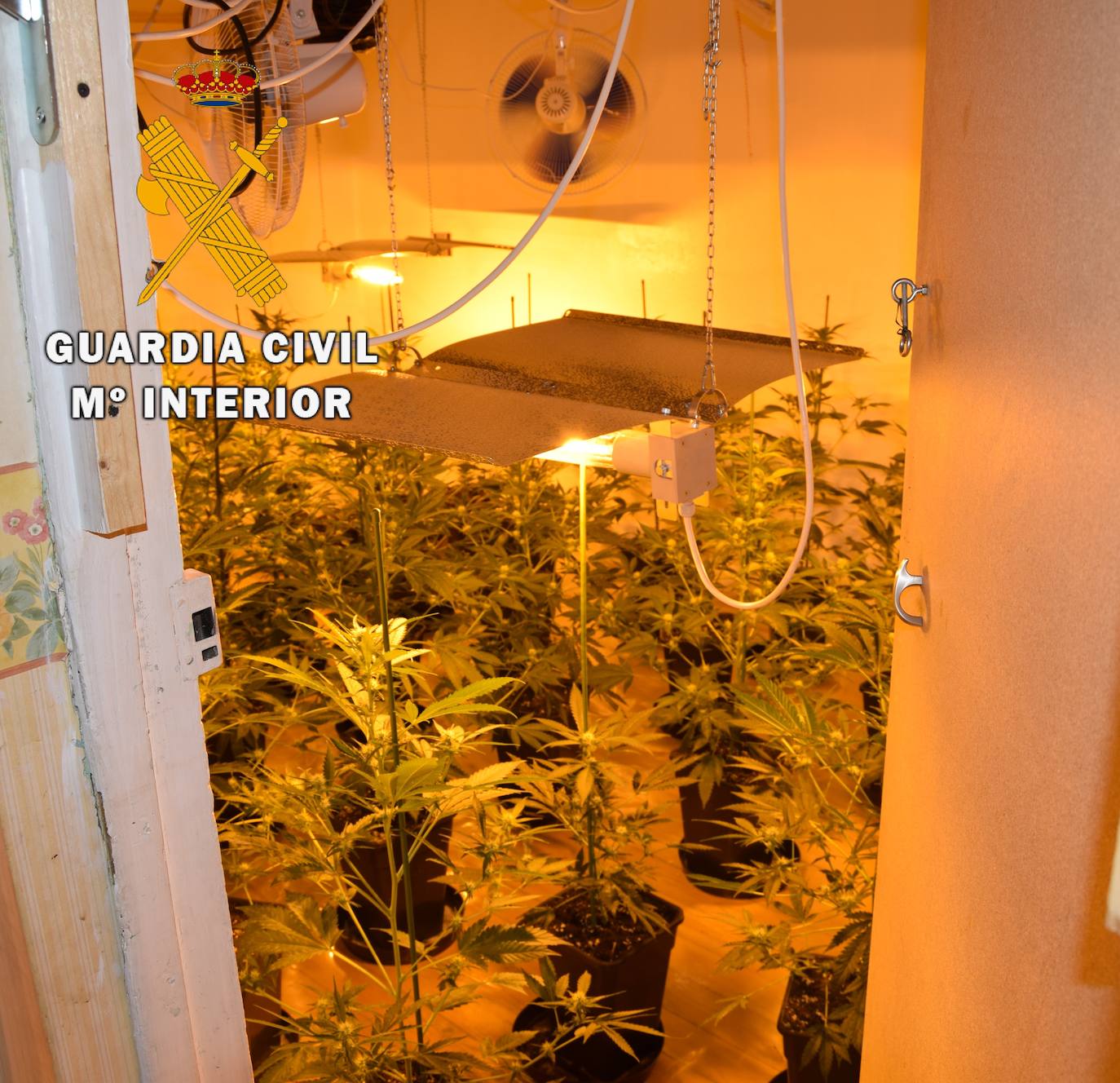 La Guardia Civil ha desmantelado una plantación de marihuana con 81 plantas de cannabis sátiva en una casa de las Regueras. Los agentes también investigan un presunto delito de defraudación de red eléctrica al encontrar un enganche fraudulento. 