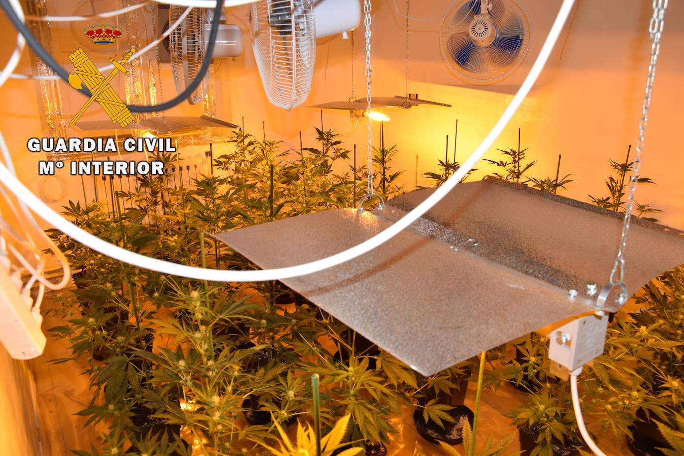 La Guardia Civil ha desmantelado una plantación de marihuana con 81 plantas de cannabis sátiva en una casa de las Regueras. Los agentes también investigan un presunto delito de defraudación de red eléctrica al encontrar un enganche fraudulento. 