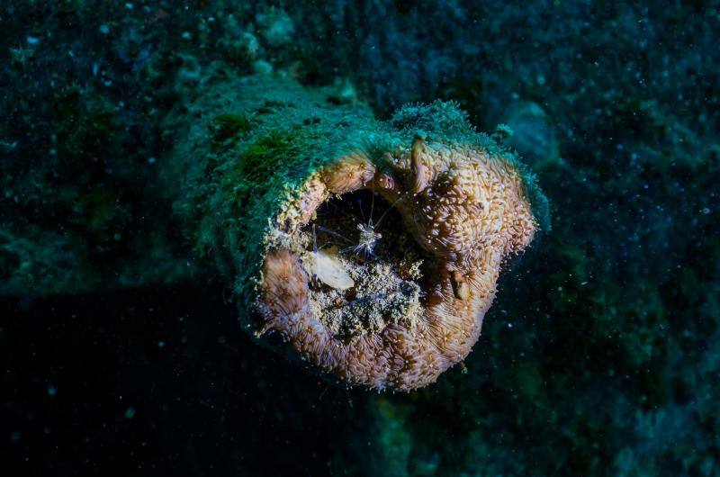 Espectaculares imágenes de anémonas, peces, o corales en la isla de Koh Tao, en la provincia de Surat Thani, en el sur de Tailandia.