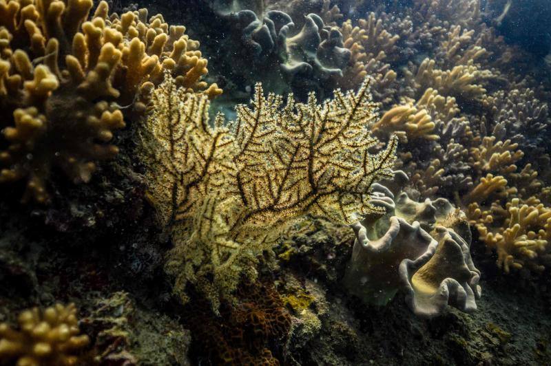 Espectaculares imágenes de anémonas, peces, o corales en la isla de Koh Tao, en la provincia de Surat Thani, en el sur de Tailandia.