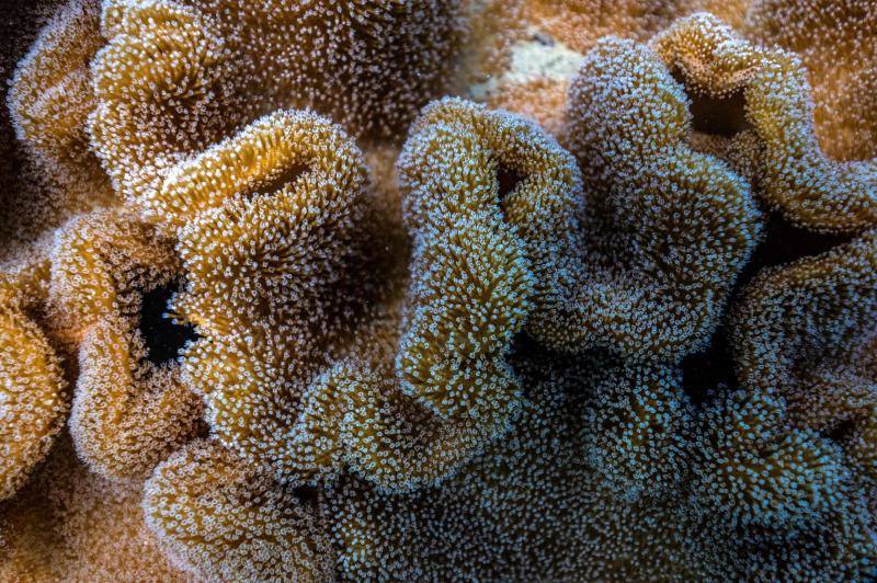 Espectaculares imágenes de anémonas, peces, o corales en la isla de Koh Tao, en la provincia de Surat Thani, en el sur de Tailandia.