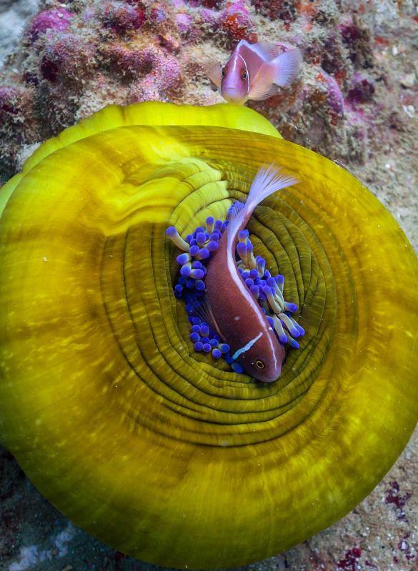 Espectaculares imágenes de anémonas, peces, o corales en la isla de Koh Tao, en la provincia de Surat Thani, en el sur de Tailandia.