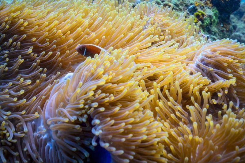 Espectaculares imágenes de anémonas, peces, o corales en la isla de Koh Tao, en la provincia de Surat Thani, en el sur de Tailandia.