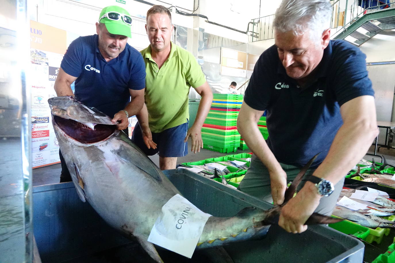 El XIV Concurso de Pesca de Altura, organizado por el Club Náutico Bahía de Lastres, se saldó con 129 bonitos y 1.059 kilos de capturas. La sorpresa de la jornada fue el tamaño de una de las piezas, un atún patudo de 84 kilos capturado por 'La Covina'. 