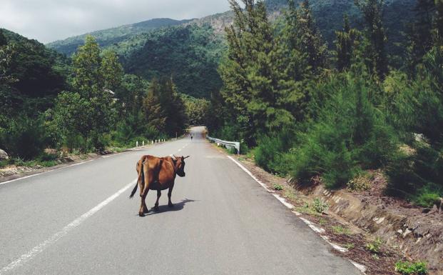 ¿Cómo actuar si se te cruza un animal en la carretera? La DGT responde