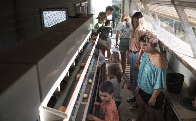 Noelía García, a la derecha, cogiendo huevos con un grupo de niños en las instalaciones de su explotación avícola.