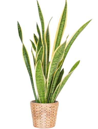 Sansevierias